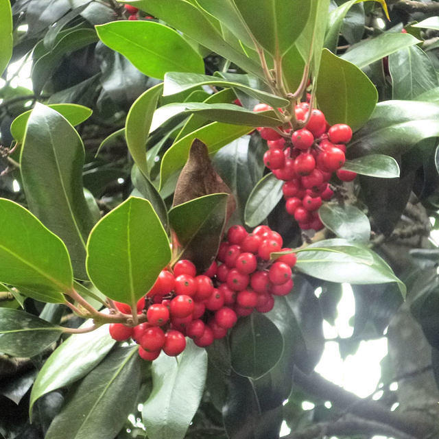 TREE BERRIES.