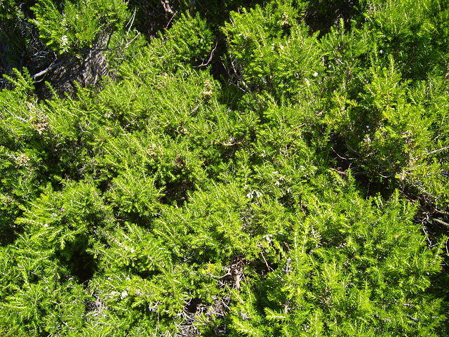 pine bush closeup