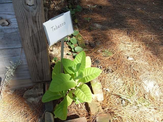 Tobacco Plant2