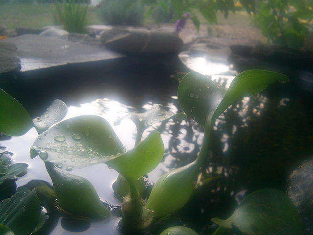Water droplets on Water Lily leaf