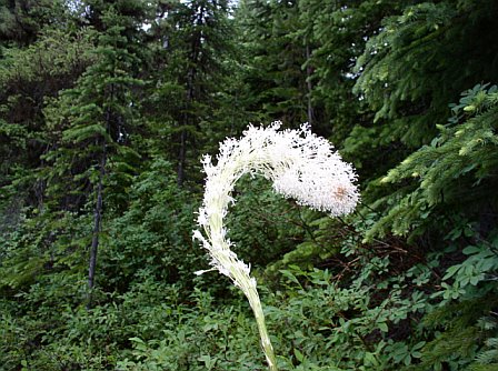 c shaped bear grass