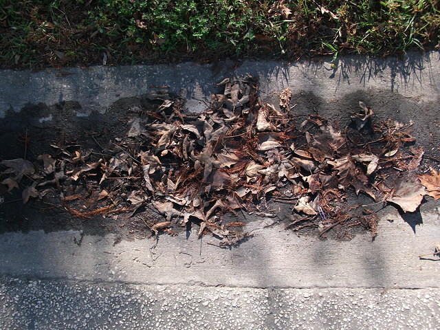 dead_leaves.jpg
