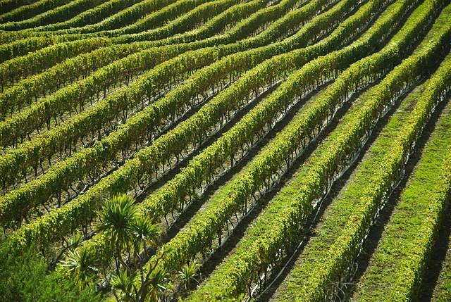 Vineyard