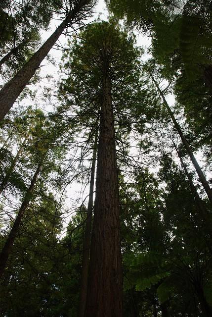 Redwood Tree