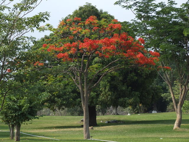 Tree with Orange Flowers