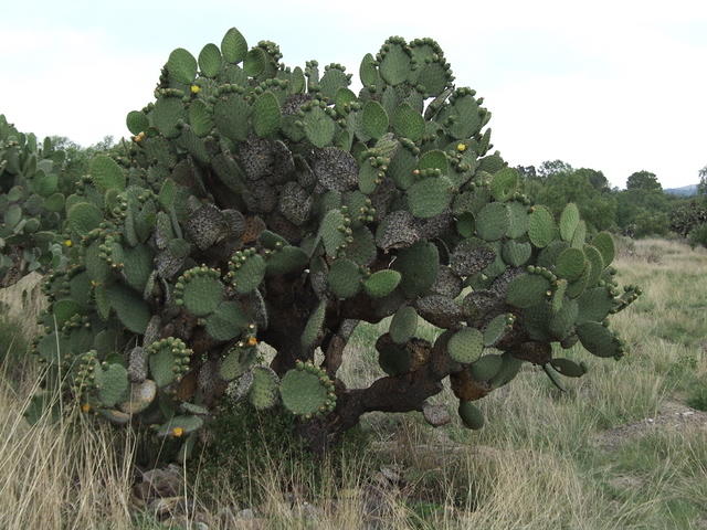 Large Cactus