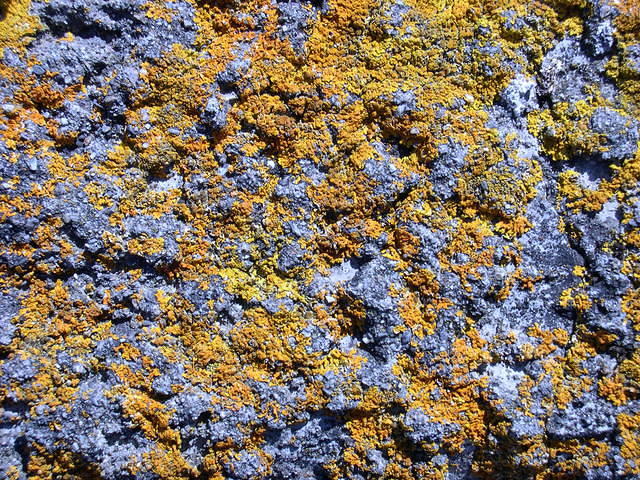 blue lichen
