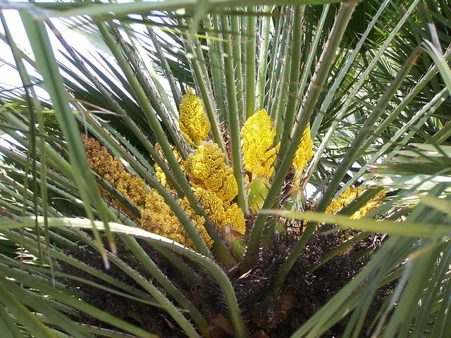 Palm blossoms