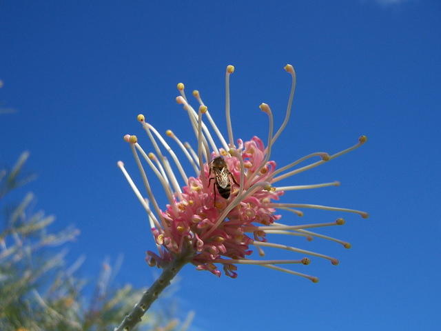Bee on Grevillia flower





