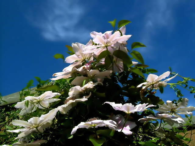 2006_0603flowers0003