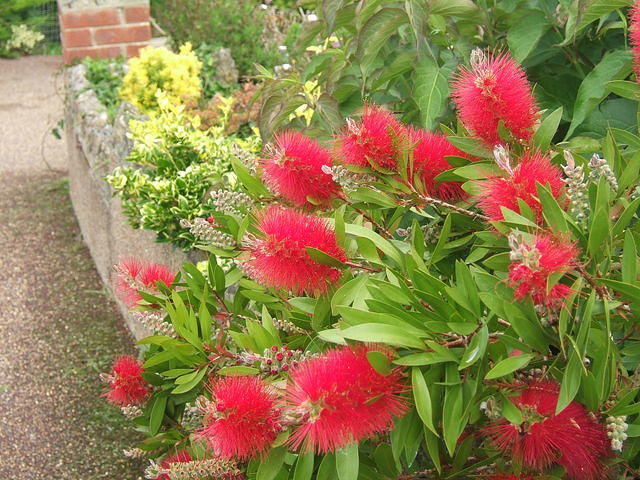 plants,flowers,bottlebrush