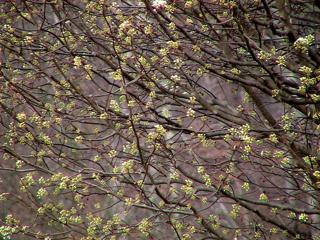 Bradford Pear Buds 2