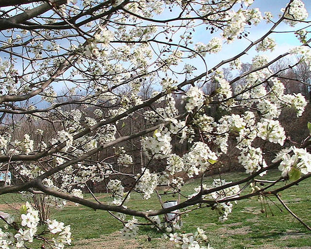 Bradford Pear Tree Blossoms 5