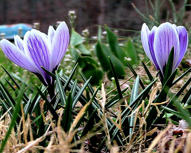 Crocus 6