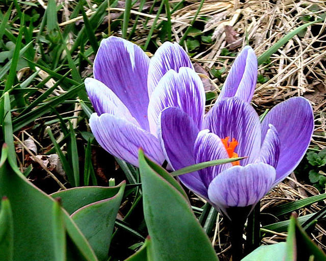 Crocus 7