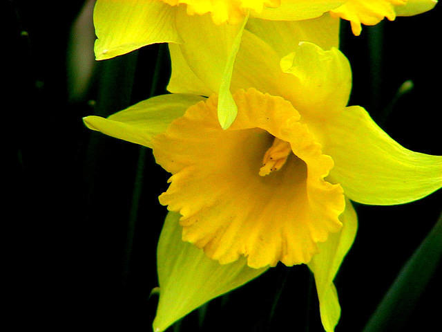 Daffodils 2
