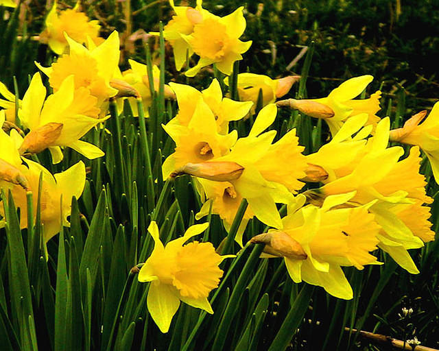 Daffodils 3