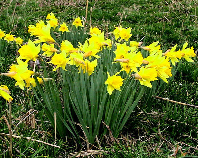 Daffodils 5