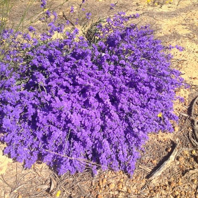 BLUE WILDFLOWER OF WESTERN AUSTRALIA