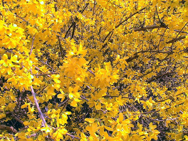 Forsythia 1