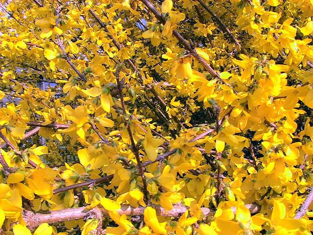 Forsythia 2