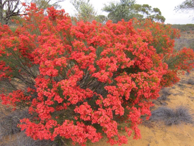 RED WILDFLOWER BUSH OF WESTERN AUSTRALIA