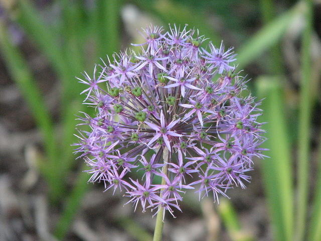 Purple Allium