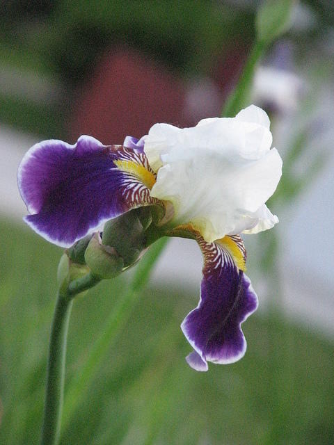 Iris, white and purple