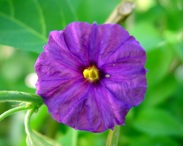 Nightshade