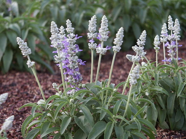 PICT0051