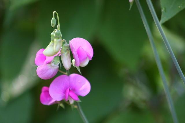 Pink Flower