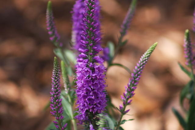 Purple Flower
