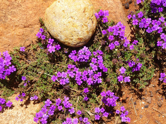ROCKERY FLOWER