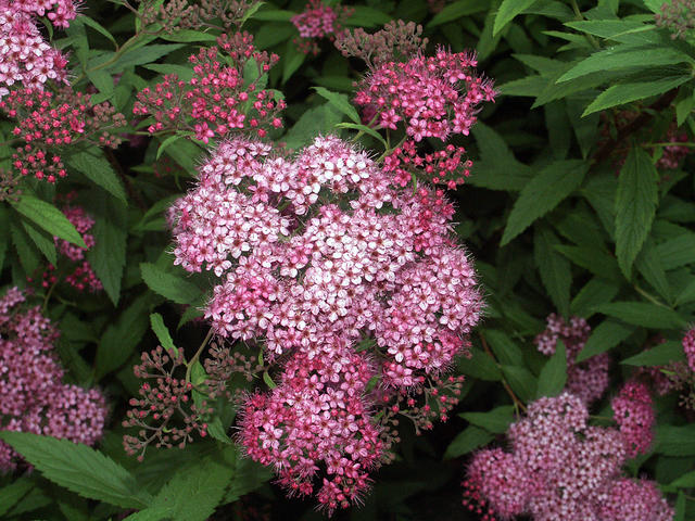 Red Flowers