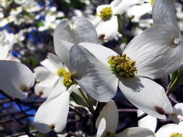 Dogwood Tree flowers