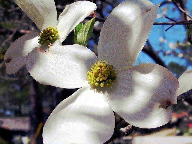 Dogwood Tree Flower in shadows