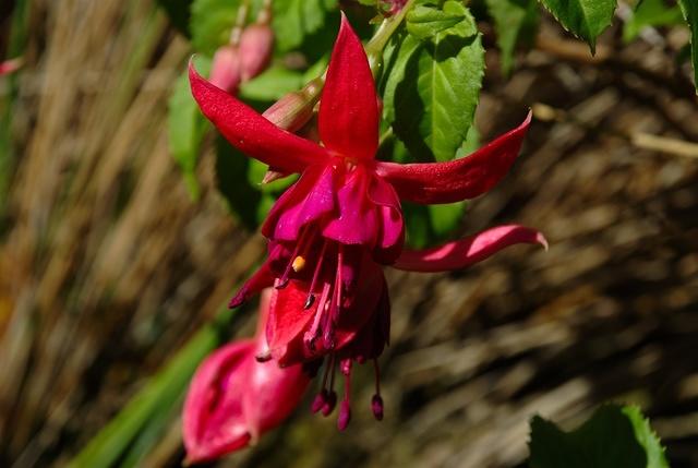 fuschia flower