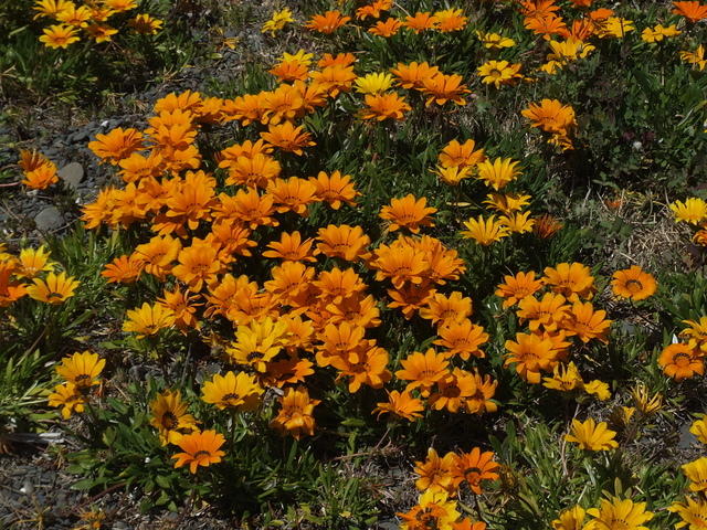 Orange Beach Flowers, Napier, New Zealand