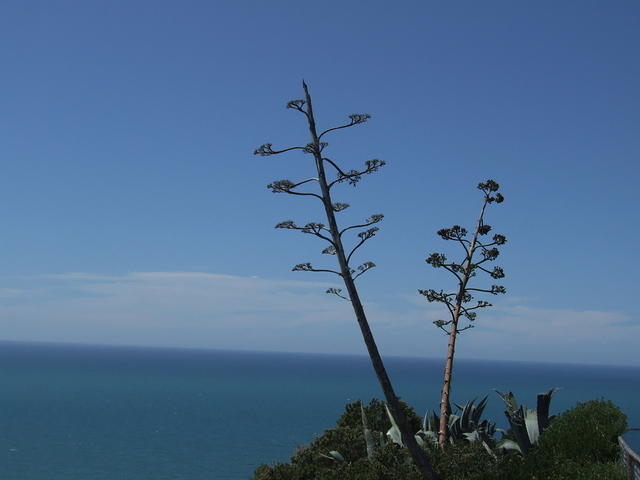 Aloe Vera flowers
