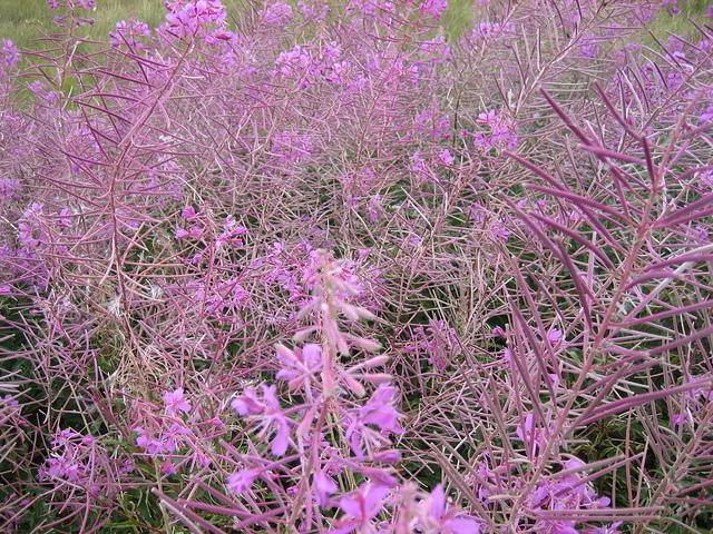 Violet flowers