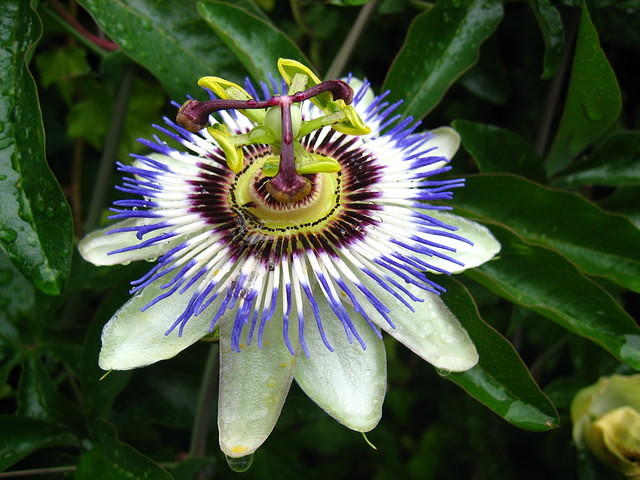 Exotic flower