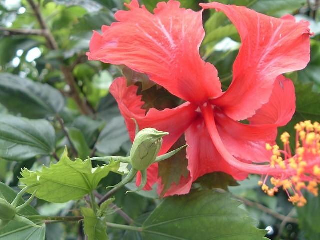 los flores