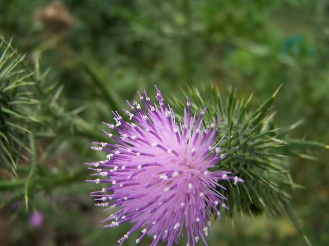 thistle