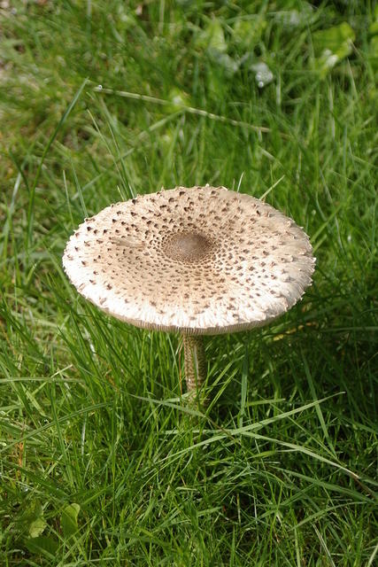Large mushroom.