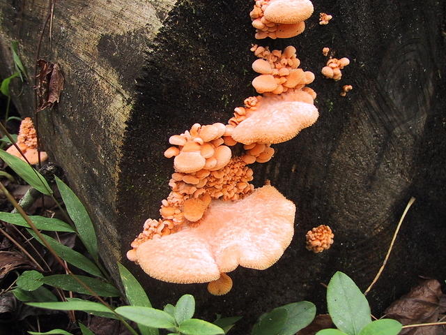 mushrooms_log