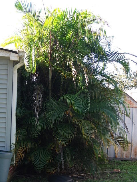 palm_tree.jpg