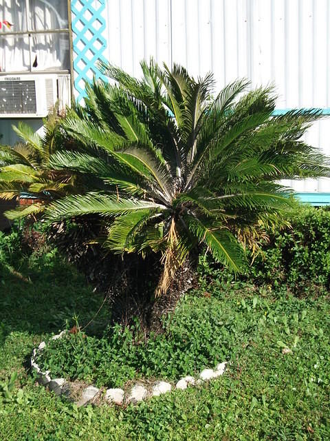 palm_tree_small.jpg