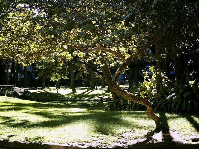 The gardens of Museu da República, Rio de Janeiro