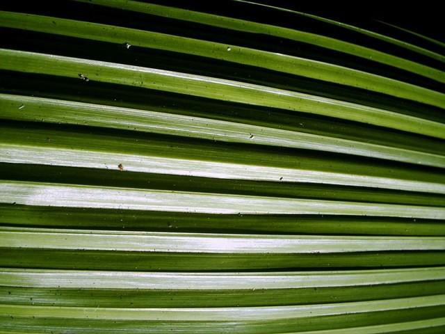 Leaf closeup @ Casa de Rui Barbosa, Rio de Janeiro