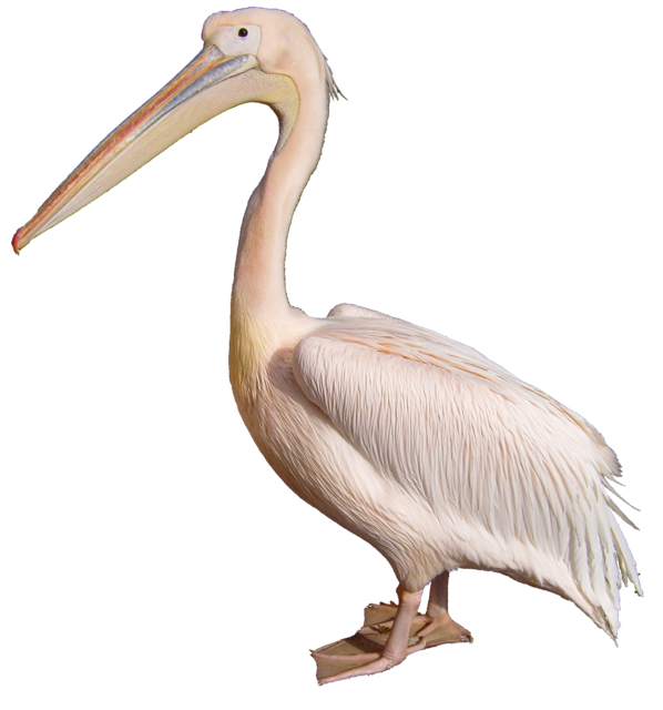 Pelican.PNG